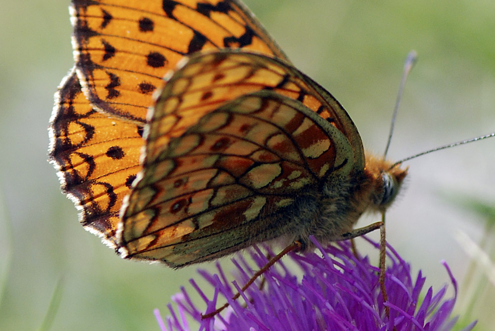 Argynnis....sp.?